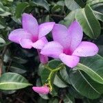 Cryptostegia madagascariensis Flower