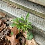 Ranunculus abortivus Feuille