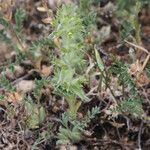 Sideritis montana Flower