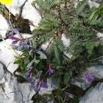 Oxytropis jacquinii Flower