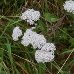 Stevia ovata Flor