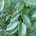 Spondias tuberosa Leaf
