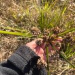 Cyperus difformis برگ