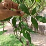 Vitex negundo Hoja