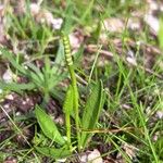 Ophioglossum lusitanicum Хабит