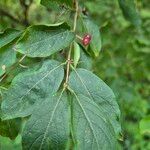 Lonicera xylosteum Leaf