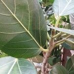 Ficus benghalensis Rinde