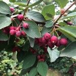 Cotoneaster multiflorus 果實