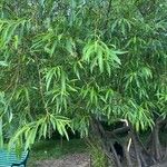 Salix × pendulina Leaf