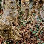 Corylus avellana Corteccia