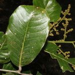 Microdesmia arborea Alkat (teljes növény)