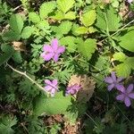 Geranium asphodeloides Ліст