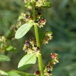 Lipandra polysperma Fuelha