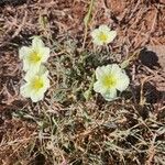 Monsonia longipes Blomma