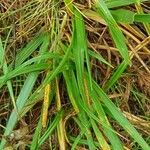 Danthonia decumbens List