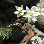 Spergula viscosa Flower