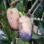 Dacryodes edulis Fruit