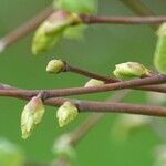 Ulmus glabra Folha