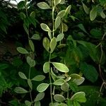 Dischidia nummularia Blatt