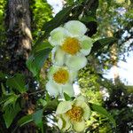 Stewartia monadelpha 花