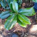 Melicope borbonica Leaf