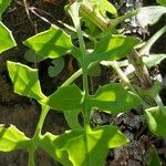 Solanecio angulatus Folha