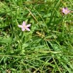 Centaurium pulchellum 整株植物