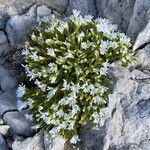 Cerastium thomasii Libunga
