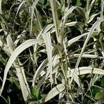 Phalaris arundinacea Feuille