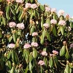 Rhododendron pudorosum Hábito