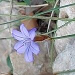 Aphyllanthes monspeliensis Blomma