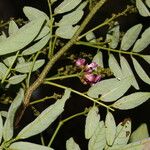 Lonchocarpus lanceolatus Blodyn
