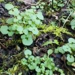 Cardamine impatiens Folla