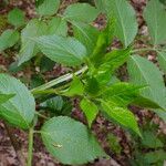 Sambucus nigra Levél