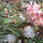 Astragalus incanus Sonstige