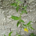 Solanum americanumFruit