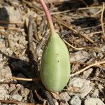 Capparis spinosa 果実