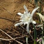 Pancratium maritimum Květ