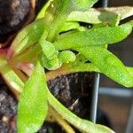 Dorotheanthus bellidiformis Hoja