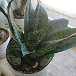 Dracaena trifasciata Blatt