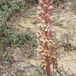 Orobanche artemisiae-campestris 形態