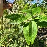 Buddleja globosa पत्ता