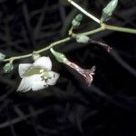 Chelonanthus purpurascens Flower