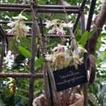 Dendrobium amethystoglossum Elinympäristö
