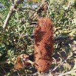 Banksia praemorsa Fruit