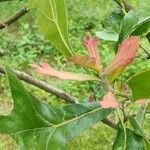 Quercus marilandica Leaf