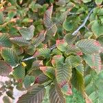 Carpinus orientalisLeaf