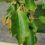 Acer buergerianum Blad