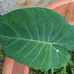 Xanthosoma brasiliense Leaf