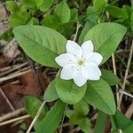 Lysimachia europaea Õis